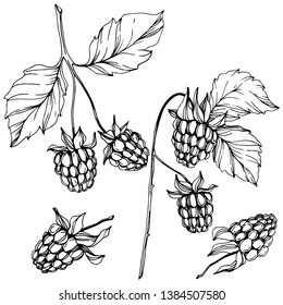 Vector Raspberry healthy food isolated. Black and white engraved ink art. Isolated berries illustration element on white background.