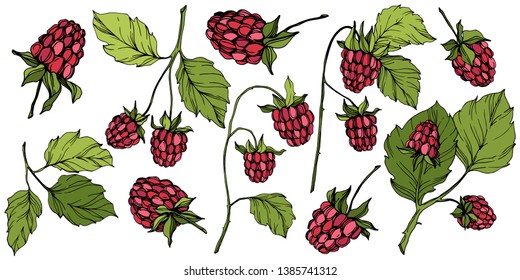 Vector Raspberry healthy food isolated. Red and green engraved ink art. Isolated berries illustration element on white background.