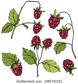 Vector Raspberry healthy food isolated. Red and green engraved ink art. Isolated berries illustration element on white background.
