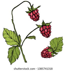 Vector Raspberry healthy food isolated. Red and green engraved ink art. Isolated berries illustration element on white background.