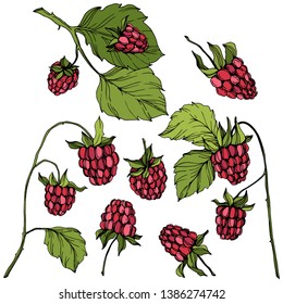 Vector Raspberry healthy food isolated. Red and green engraved ink art. Isolated berries illustration element on white background.