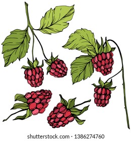 Vector Raspberry healthy food isolated. Red and green engraved ink art. Isolated berries illustration element on white background.