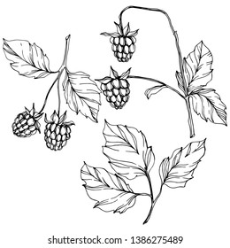 Vector Raspberry healthy food isolated. Black and white engraved ink art. Isolated berries illustration element on white background.