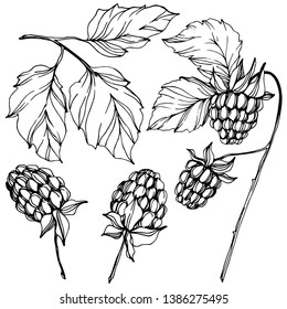 Vector Raspberry healthy food isolated. Black and white engraved ink art. Isolated berries illustration element on white background.