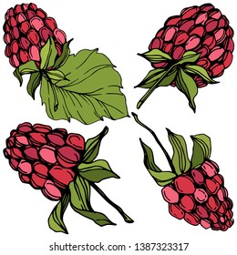 Vector Raspberry healthy food isolated. Red and green engraved ink art. Isolated berries illustration element on white background.