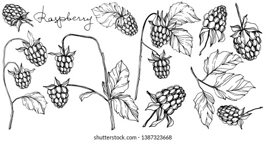 Vector Raspberry healthy food isolated. Black and white engraved ink art. Isolated berries illustration element on white background.