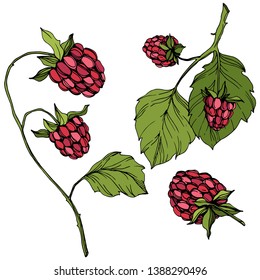 Vector Raspberry healthy food isolated. Red and green engraved ink art. Isolated berries illustration element on white background.