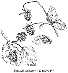 Vector Raspberry healthy food isolated. Black and white engraved ink art. Isolated berries illustration element on white background.