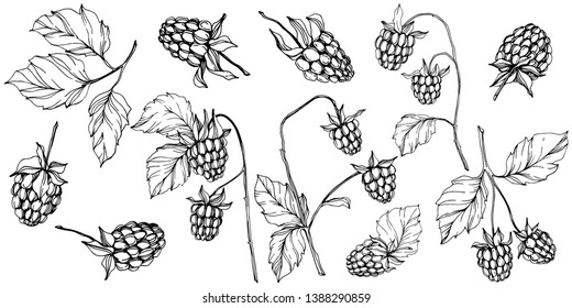 Vector Raspberry healthy food isolated. Black and white engraved ink art. Isolated berries illustration element on white background.