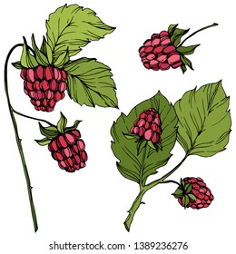 Vector Raspberry healthy food isolated. Red and green engraved ink art. Isolated berries illustration element on white background.