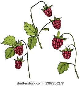 Vector Raspberry healthy food isolated. Red and green engraved ink art. Isolated berries illustration element on white background.