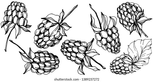Vector Raspberry healthy food isolated. Black and white engraved ink art. Isolated berries illustration element on white background.