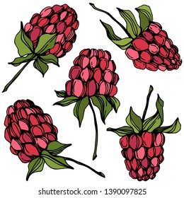 Vector Raspberry healthy food isolated. Red and green engraved ink art. Isolated berries illustration element on white background.