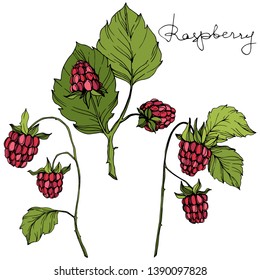 Vector Raspberry healthy food isolated. Red and green engraved ink art. Isolated berries illustration element on white background.