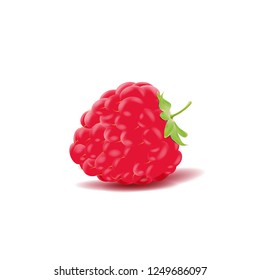 vector raspberry isolated on white background