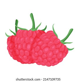 Vector raspberry isolated on white background.