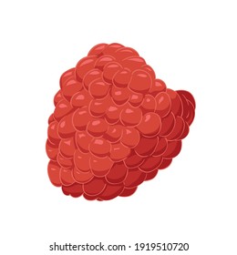 Vector raspberry. Red berrie on white background for design