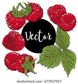 Vector Raspberry Set