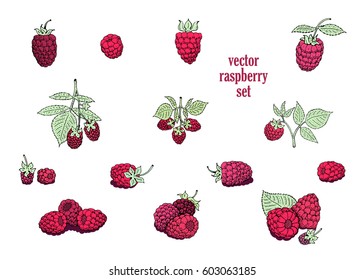 vector raspberry set. Can be use for background, design, invitation, banner, cover. Vintage hand drawn illustrations