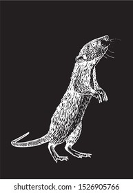 Vector  rat isolated on black background, graphical engraved  illustration for printing