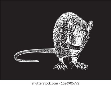 Vector  rat isolated on black background, graphical engraved  illustration for printing