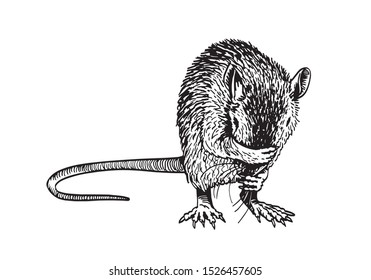 Vector  rat isolated on white background, graphical sketchy  illustration for tattoo and printing