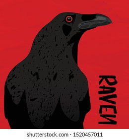 vector of raven  bird for halloween