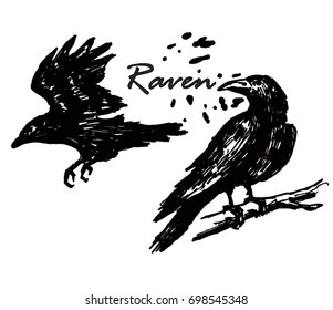 Vector raven, crow. White and black. Isolated. 