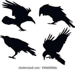 Vector ravens silhouette - vector art