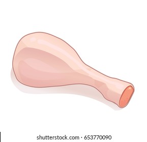 Vector raw chicken drumstick isolated on white