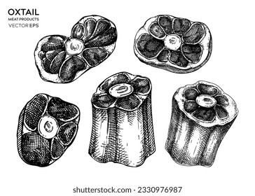 Cola de buey cruda vectorial con bocetos de carne. Partes de la cola dibujadas a mano del ganado vacuno aisladas sobre fondo blanco. Ingredientes grabados, ilustración vectorial de alimentos para carnicería, recetas, menú de estilo vintage. 