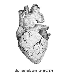 Vector Real Anatomic Heart In Black And White Colors, Hand Drawing Illustration For Print And Banners Design. Tattoo Sketch, Medicine