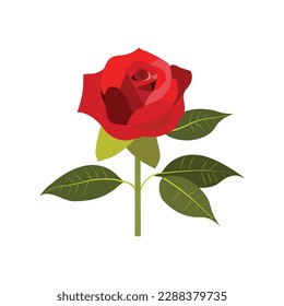 vector real color nice rose,pj