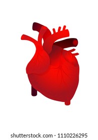 Vector of real human heart isolated on white background.