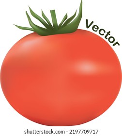 Vector real realism red tomato isolated for ketchup tasty tomatoes juice