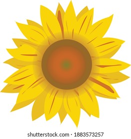 Vektorgrafik-echte Sonnenblume auf weißem Hintergrund
