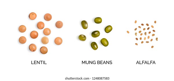 Vector realistic 3d illustration of legumes collection isolated on white background. Edible legume of lentils, mung beans and alfalfa top view