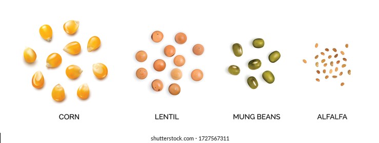 Vector realistic 3d illustration of legumes and corns collection isolated on white background. Edible seeds of lentils, mung beans, alfalfa, corn seeds, maize or sweetcorn kernels