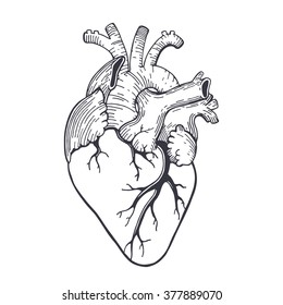 Vector realistic anatomical heart