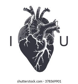 Vector realistic anatomical heart. I love you