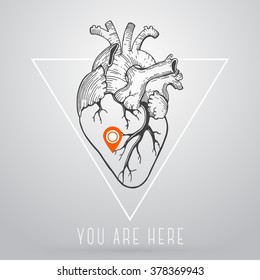 Vector realistic anatomical heart. You are here