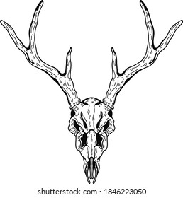 Deer Skull Illustration Drawing Engraving Ink Stock Vector (Royalty ...