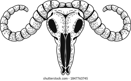 Vector realistic animal scull with horns. Eps 10  illustration can be used for party invitation, design template, greeting card, patterns fill, posters,logo, tattoo, branding. Design element 