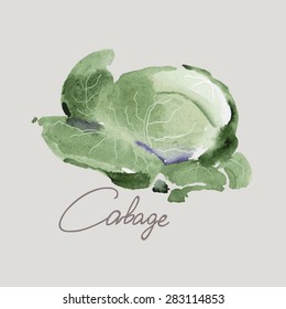 Vector realistic beautiful hand drawing  cabbage. Realistic image. Vector watercolor.