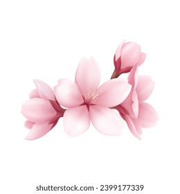 Vector realistic beautiful sakura branches flowers and petals illustration.