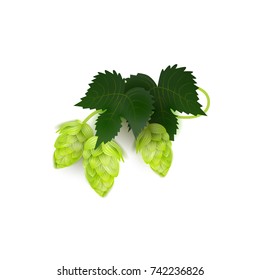 vector realistic beer green hop cones, leaves with stem. Isolated illustration on a white background. Popular alcohol drink, brewery industry floral symbol