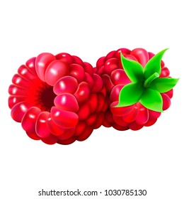 Vector realistic berry of raspberry, the illustration consists of a mesh gradient.