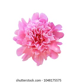 vector realistic big full blooming pink peony. beautiful flower for design