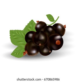 Vector Realistic Black Currant With Leaves Isolated On A White Background.