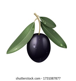 Realistischer Zweig aus schwarzem Olive mit grünen Blättern und Wassertropfen isoliert auf weißem Grund